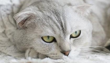 爱游戏在线玩-_防守如铁壁，尼克斯锁死快船_，尼克斯防守效率